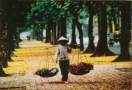 Phố mùa thu... ảnh 1